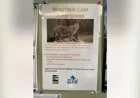 Mountain Lion Spotted Roaming San Francisco’s Pacific Heights Neighborhood