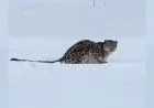 Snow Leopard Attacks Skier in Xinjiang, China