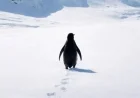 2007 Documentary’s Nihilist Penguin Clip Goes Viral in 2026