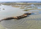 National Trust Creates Bird Sanctuary by Sinking Three Barges