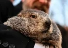 Groundhog Day 2026: Date, Traditions, and Fun Facts Uncovered