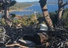 Jackie and Shadow, Big Bear Eagles, Lose Newly Laid Eggs