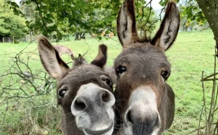 Sophie Ellis-Bextor’s Unique Bond with Her Irish Donkey Companion