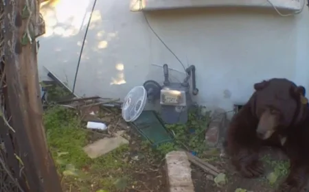 Black Bear Settles Under Altadena Home; Homeowner Considers Legal Action