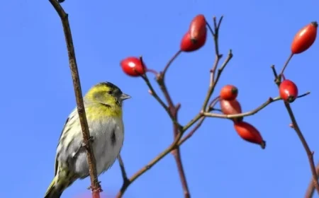 Strasbourg Weather Forecast for Wednesday, December 31, 2025
