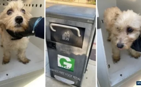 Police Officer Rescues Abandoned Puppy from Trash Compactor, Adopts Terrier Mix