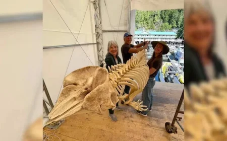 Whale Center in B.C. Restores Skeleton Collection After Devastating Fire