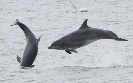 Public Photos Capture Dolphin Pod Movements