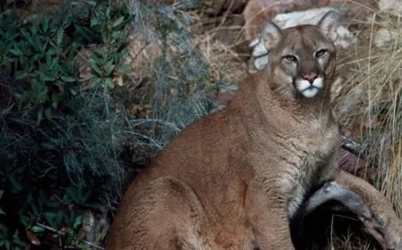 Colorado Sees First Fatal Mountain Lion Attack Since 1999
