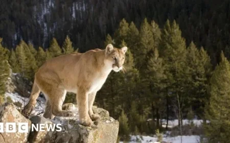Suspected Mountain Lion Attack Claims Woman’s Life