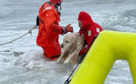 Rhode Island Firefighters Rescue Yellow Lab from Icy Pond on New Year’s Day