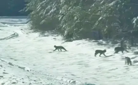 Northwestern Ontario Police Capture Rare Lynx Family Crossing Road