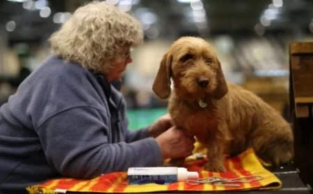 American Kennel Club Adds Three New Dog Breeds