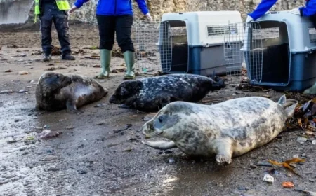 Devon Seal Pups Thriving as Rescue Season Sends Them Home