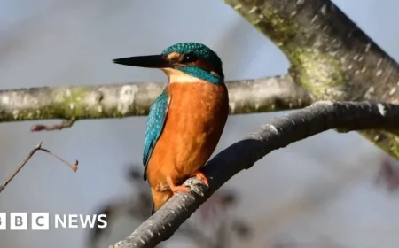 Captivating Wildlife of London Photographed