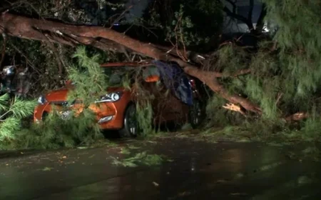 Storm Topples Tree, Damages Vehicles in Reseda