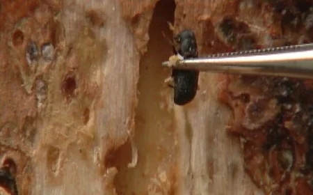 Colorado Arborist Advises Homeowners to Shield Ponderosa Pines from Pine Beetle