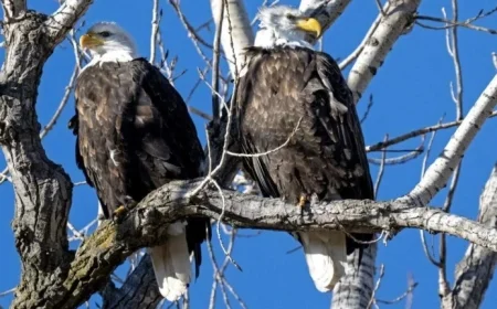 Record-Breaking Bald Eagle Sightings: Discover Them at Missouri Refuge