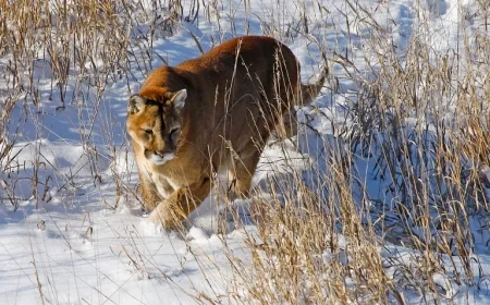 Mountain Lion with Human DNA on Paws Kills Hiker in Northern Colorado