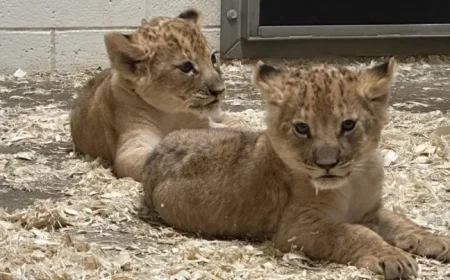 Name the New Lion Cubs at Turtle Back Zoo Today