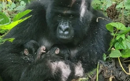 Rare Mountain Gorilla Twins Born in Congo Park