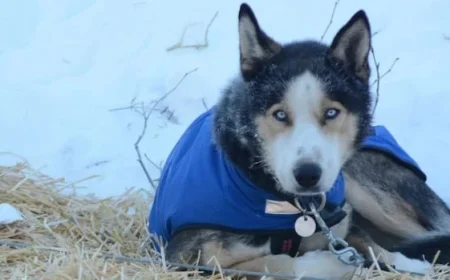Yukon Quest Sled Dog Race Canceled, Former Board Members Announce