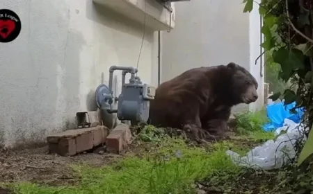 Bear Evicted After Months Under Altadena Home