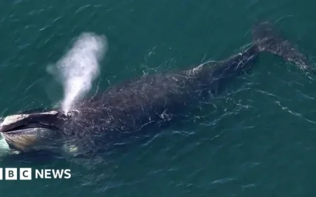 Extraordinary Sighting: Donegal Whale Spotted in US Coastal Waters