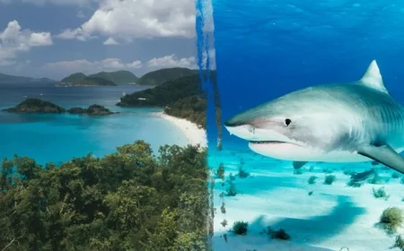 Shark Attack Claims Life of Minnesota Woman in US Virgin Islands