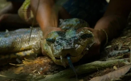 Scientists Discover New Giant Anaconda Species in the Amazon: Unseen Footage Released
