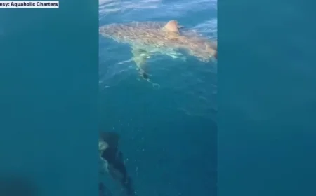 Great White Shark Surfaces Off Venice Coast Near Charter Boat