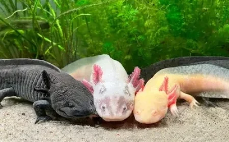 Unique Amphibian Shines in Vancouver Aquarium Exhibit