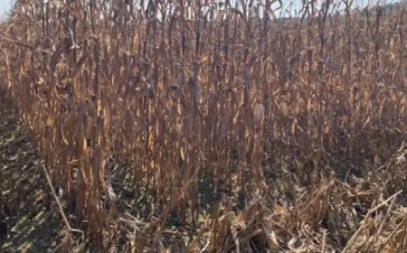 USDA Declares 19 Alabama Counties as Primary Disaster Areas