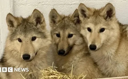 DNA Test Uncovers Mystery Behind Wolf-Type Dogs