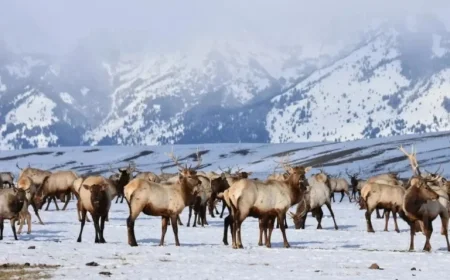 Federal Agency Seeks Wildlife Refuges Misaligned with Mission