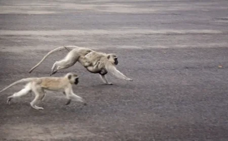 Monkeys Roam St. Louis Streets; Fake Images Hinder Search Efforts