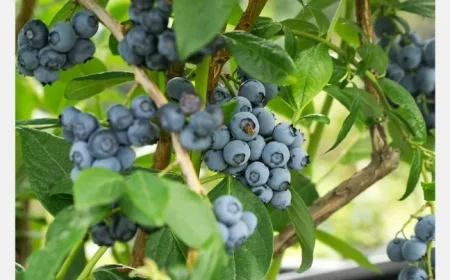 Egypt Launches Major Blueberry Cultivation in Wadi El-Natrun