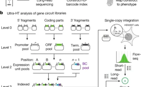 Ultra-High-Throughput Mapping Explores Genetic Design Space