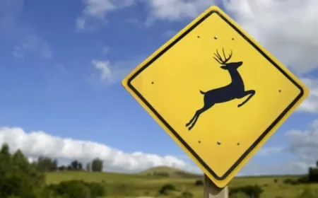 Deer Found Dead with Arrow in Park Lawn Cemetery