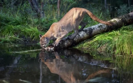 Backpackers Capture Cougar Encounter on Video in Olympic National Park