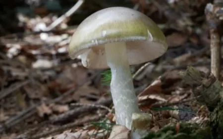 California Faces Major Death Cap Mushroom Outbreak: Deaths and Hospitalizations Reported