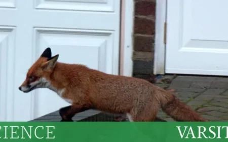 Are Urban Foxes Self-Domesticating in Cities?