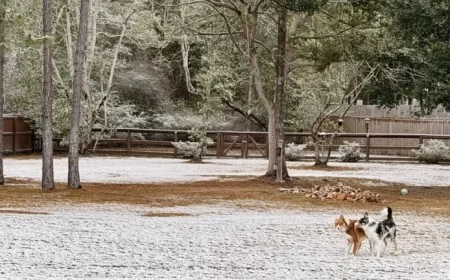 Snow Blankets Northwest Florida and Alabama Coast for Second Year