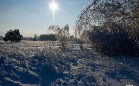 Wildlife Bravely Survives Chernobyl’s Winter in Exclusion Zone