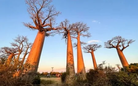 Madagascar’s Avenue of the Baobabs Showcases Majestic ‘Mother of the Forest’ Trees
