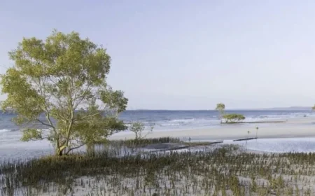 Canadian Teen’s Body Found Amid Dingoes on Australian Island