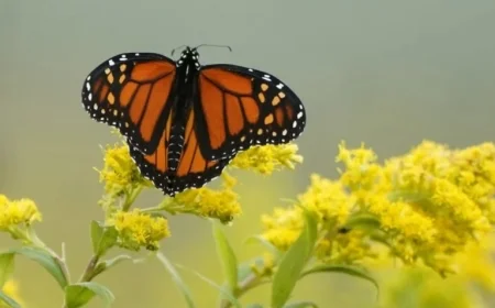 Ontario Cities Police Gardens, Overlook Biodiversity Protection