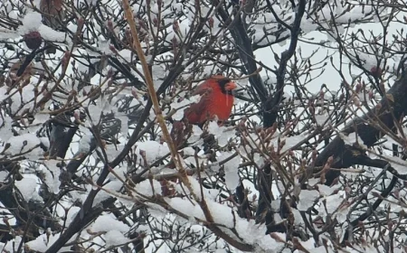 Weekend Winter Storm Approaches: Major Impact or Chaotic Mess?