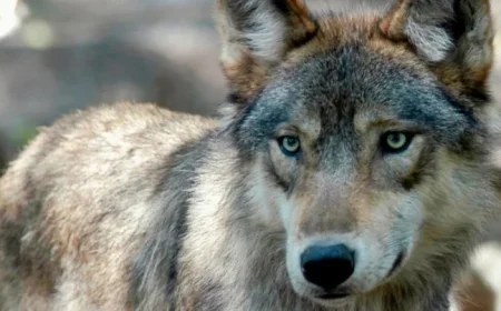 Colorado Halts Plans to Reintroduce Gray Wolves This Winter, Officials Declare