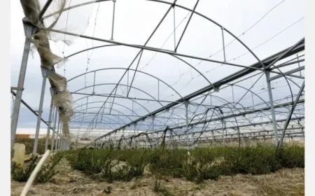 Strong Winds Devastate Greek Greenhouses, Impacting Growers